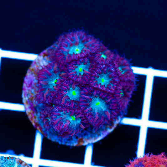 Bright Eye Blastomussa Merletti