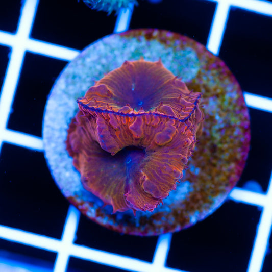 CC Orange Rainbow Blastomussa