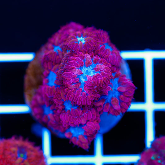 Blue Raven Blastomussa Merletti