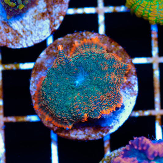 Forest Fire Mushroom