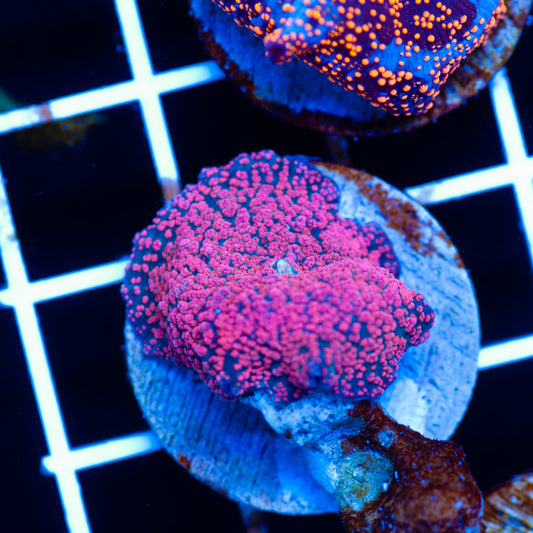 CC Pink Interstellar Discosoma