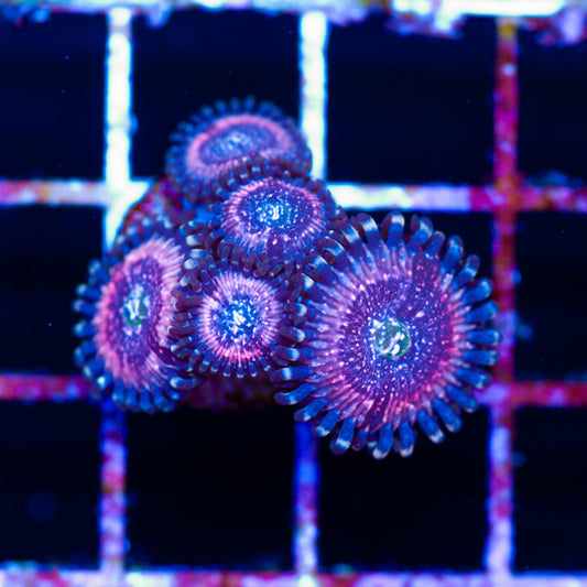 Pink Zippers Zoanthids