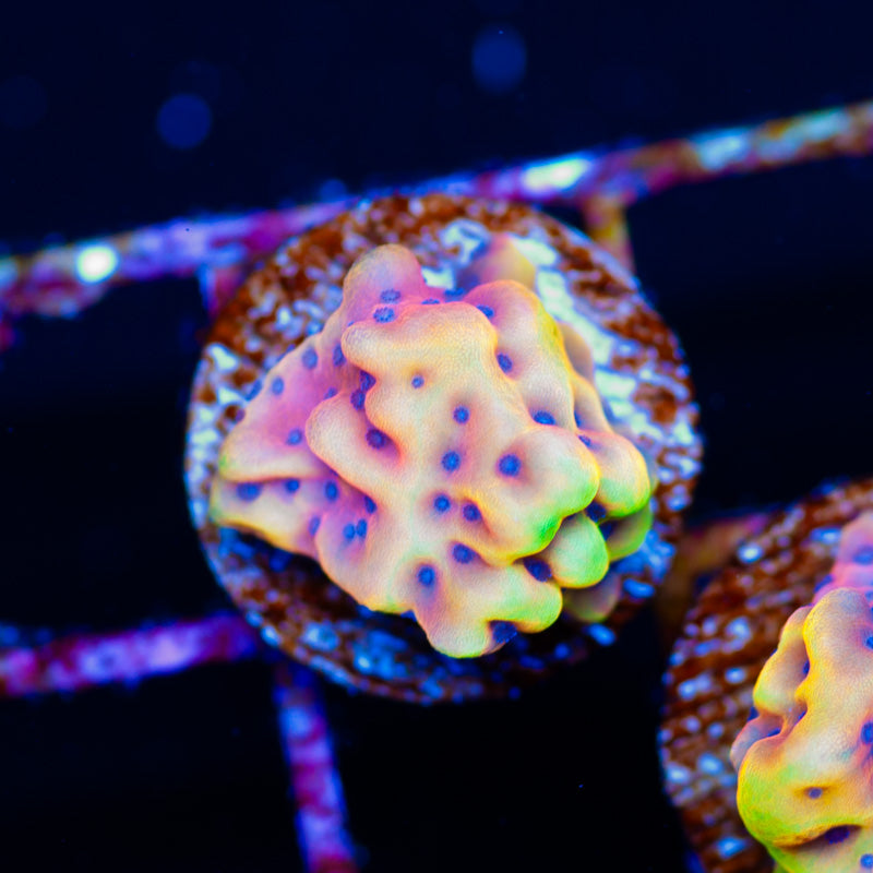 RR Crazy T Montipora