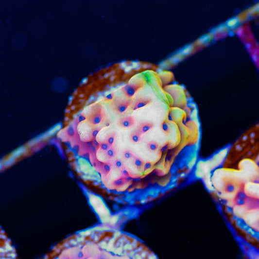 RR Crazy T Montipora