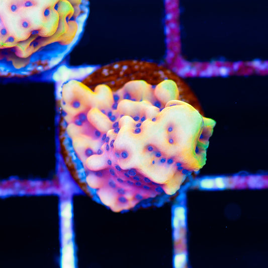 RR Crazy T Montipora