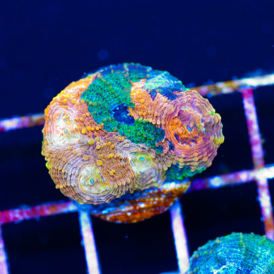 Rainbow Acan Echinata