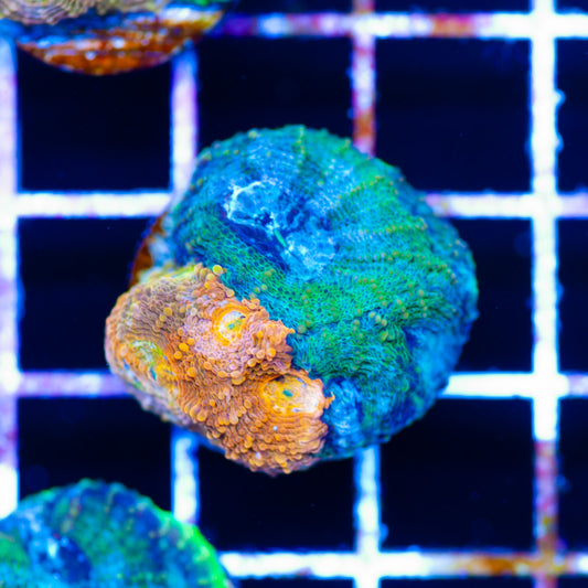 Rainbow Acan Echinata