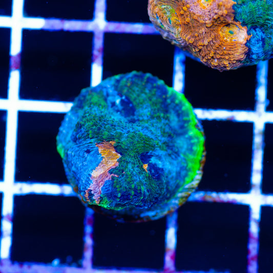 Rainbow Acan Echinata