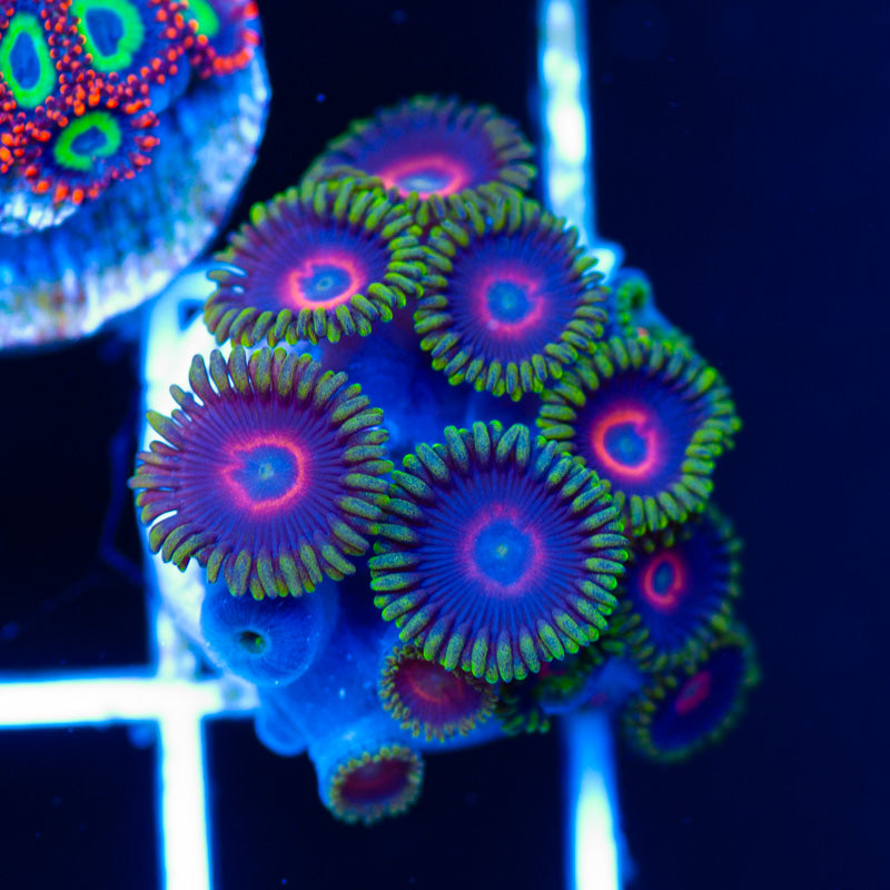 Purple Heart Zoanthids