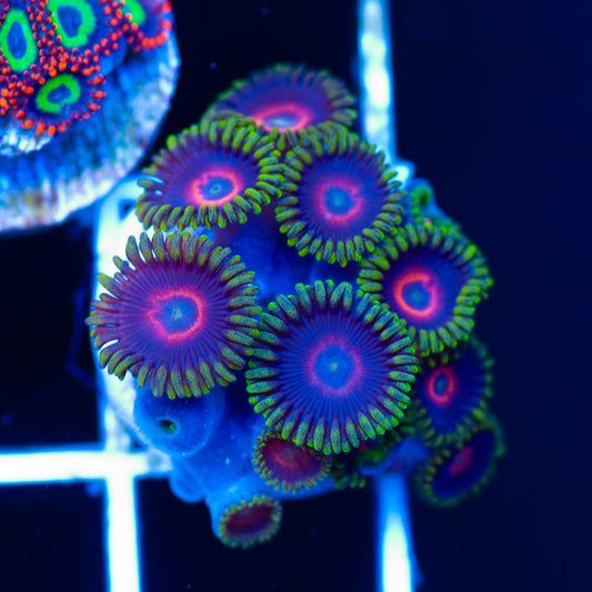 Purple Heart Zoanthids