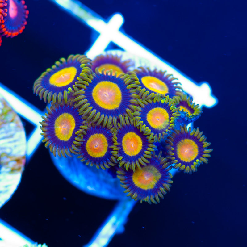 CC Tutti Frutti Zoanthids