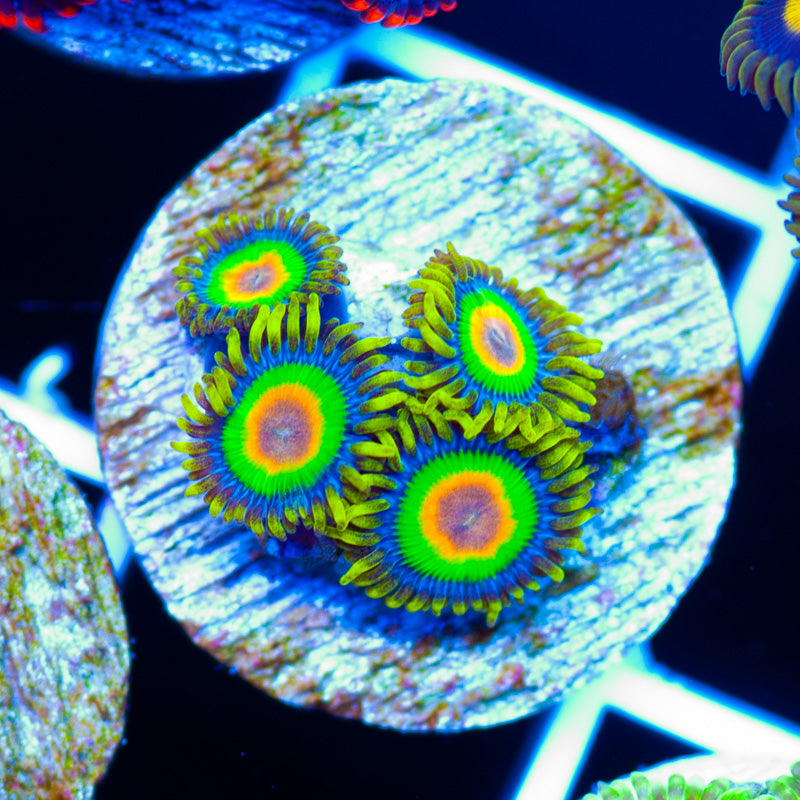 Rasta Zoanthids