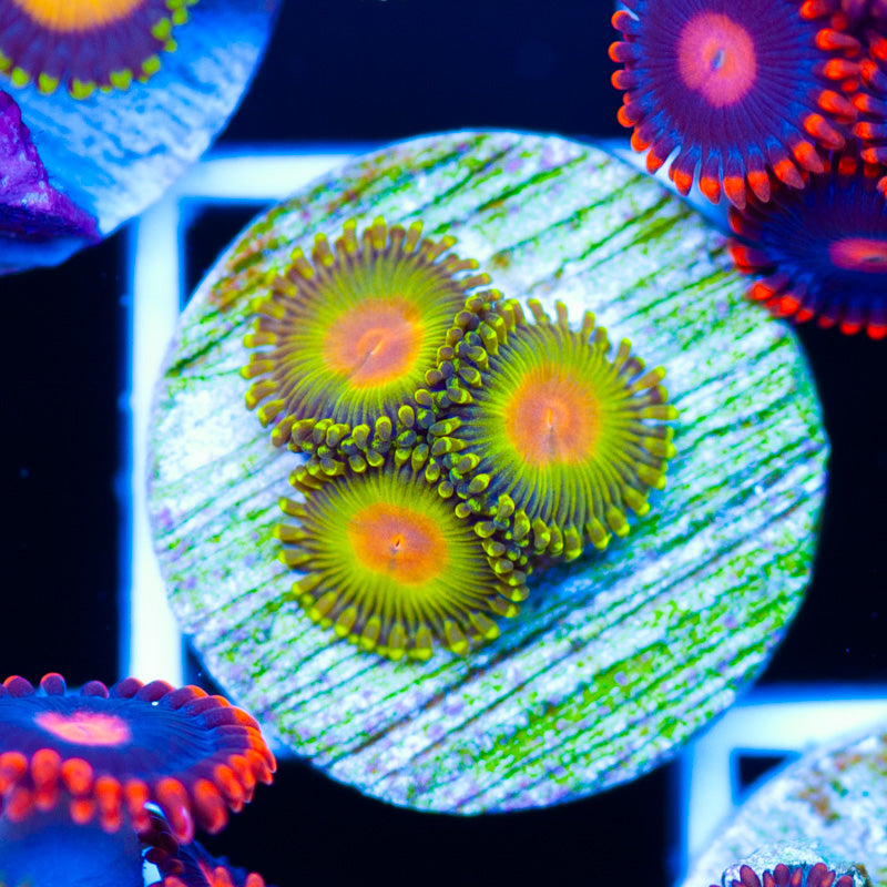 Golden God Zoanthids