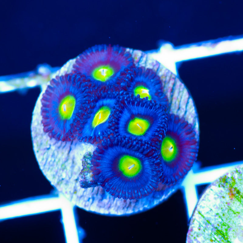 AOI Zoanthids