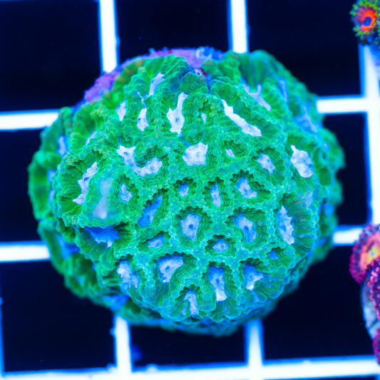 CC Midori Melon Favia