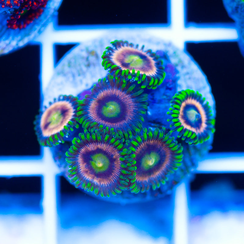 CC Raspberry Lime Zoanthids