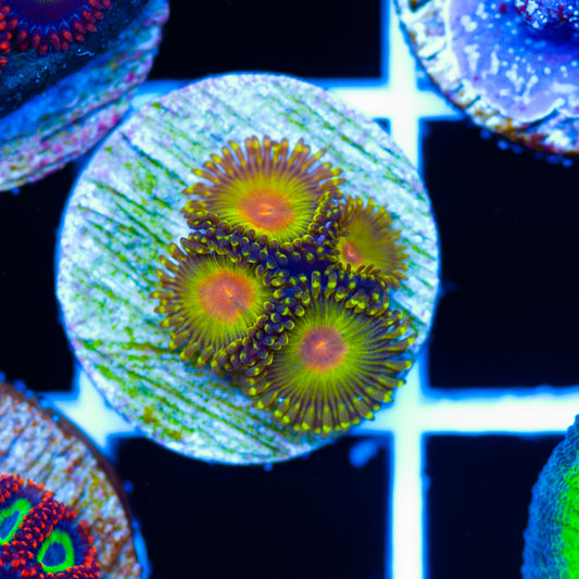 Golden Gods Zoanthids