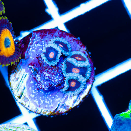 OG Mary Janes Zoanthids