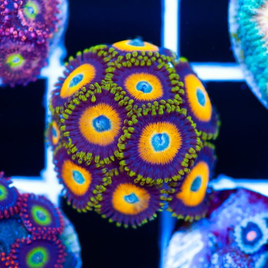 Scrambled Eggs Zoanthids