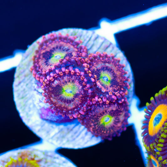 Pixie Dust Zoanthids