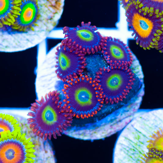 Circus Zoanthids