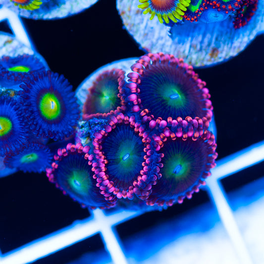Rock Candy Zoanthids