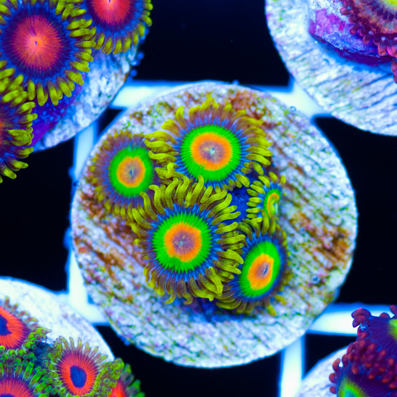 OG Rasta Zoanthids