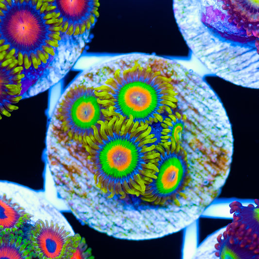 OG Rasta Zoanthids