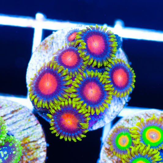 CC Glitch Zoanthids