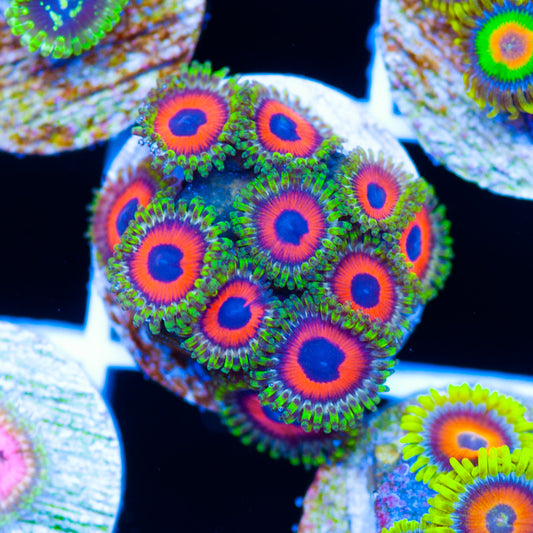 Dragoneye Zoanthids