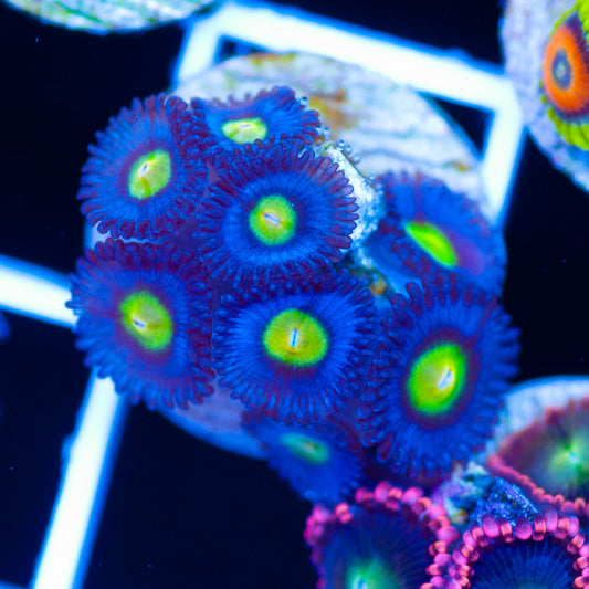 AOI Zoanthids