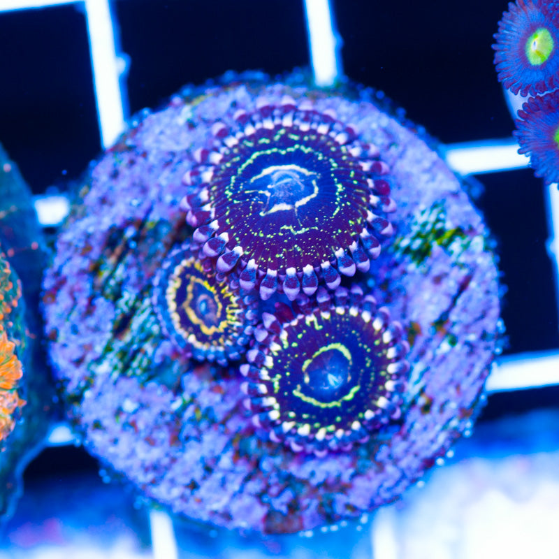 RR Stratosphere Zoanthids