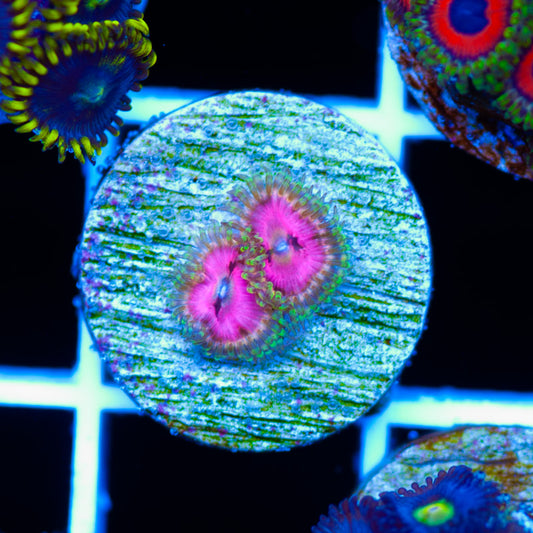 Space Chaos Zoanthids
