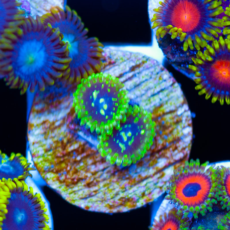 Exosphere Zoanthids