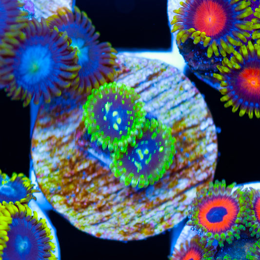 Exosphere Zoanthids