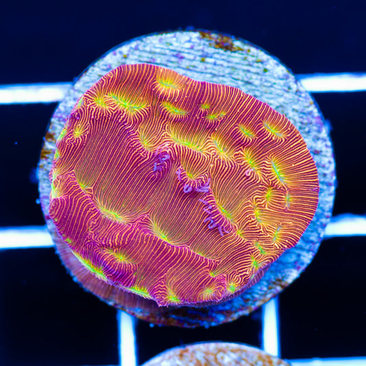 JF Jack O Lantern Leptoseris