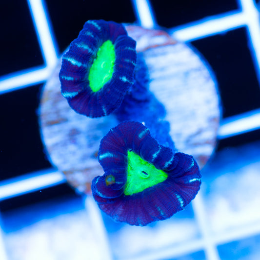 Alieneye Candy Cane