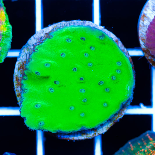 Kryptonite Turbinaria( I grow into a cup shape )