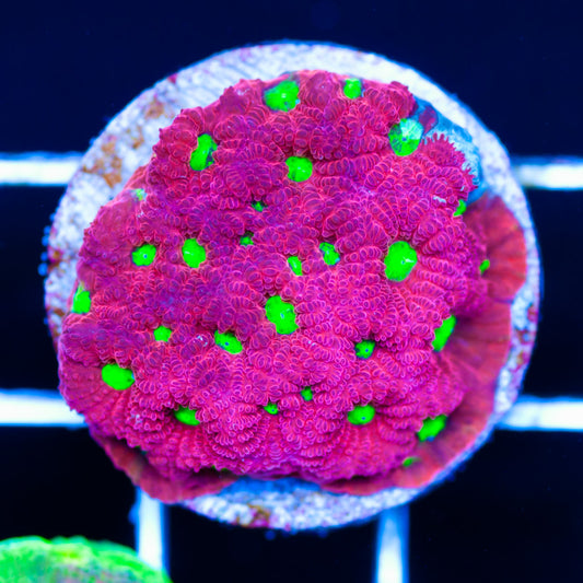 Aquacultured Red War Coral