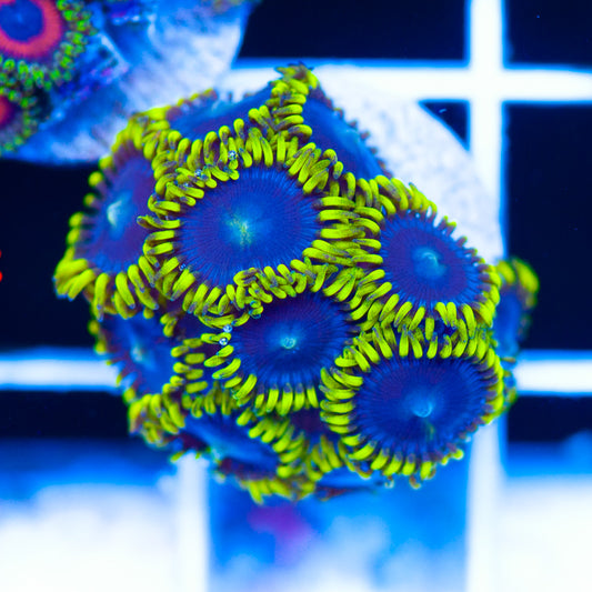 CC Bahama Blue Zoanthids