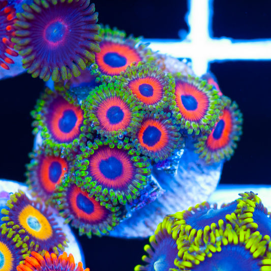 Dragoneye Zoanthids