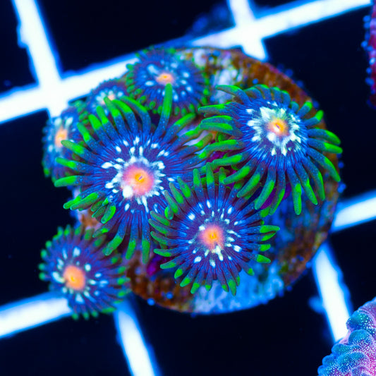 JF Stargazer Zoanthids