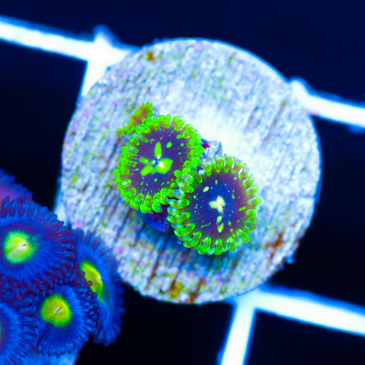 Exosphere Zoanthids