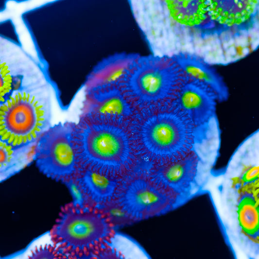 AOI Zoanthids