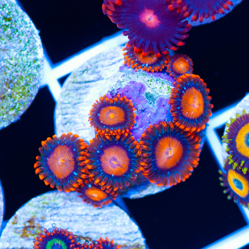 Bam Bams Zoanthids