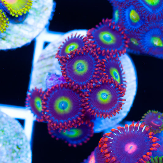 Circus Zoanthids