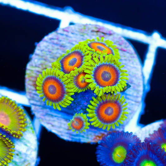 CC Everlasting Sunshine Zoanthids