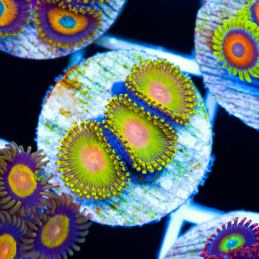 Golden God Zoanthids