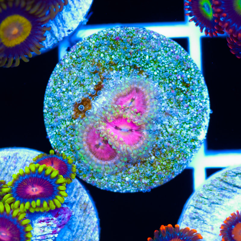 Space Chaos Zoanthids