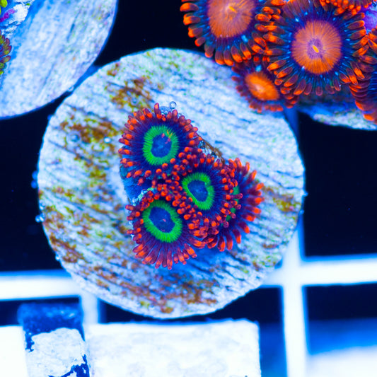 Emeralds on Fire Zoanthids